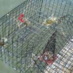 Direct Metals PVC Mesh Wired Crab Traps